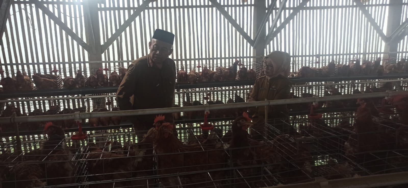 Dari Ayam Petelur, Awan Rukmawan Perkuat Ketahanan Pangan